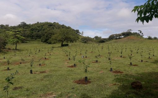 Fase final de ejecución de los proyectos Caminos de Santiago y caminos de La Mesa, Panamá