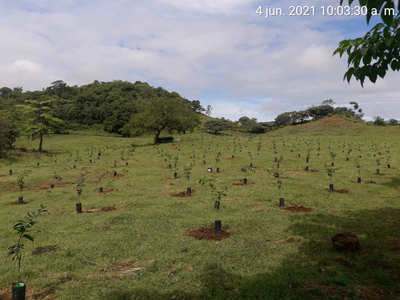 reforestacion panama